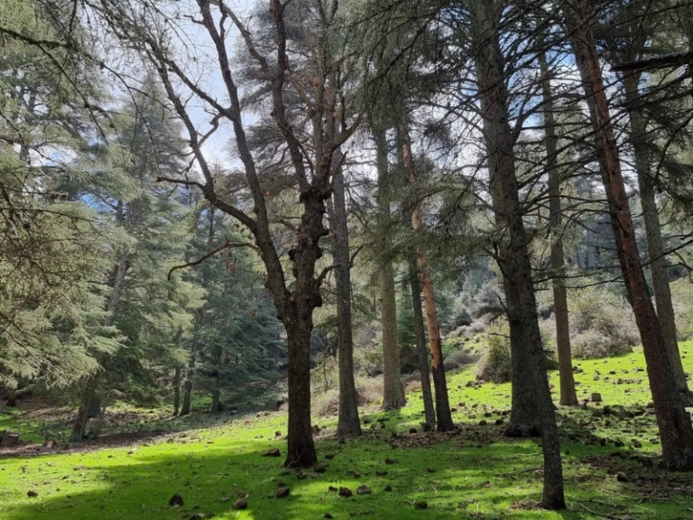 8-days-morocco-desert-tour-azrou-forest